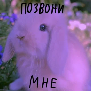 🐰