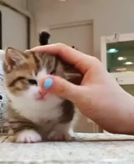 😺