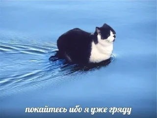 😾