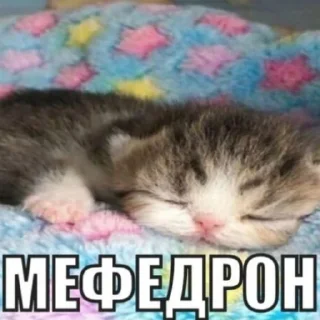 🐱