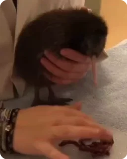 🥝