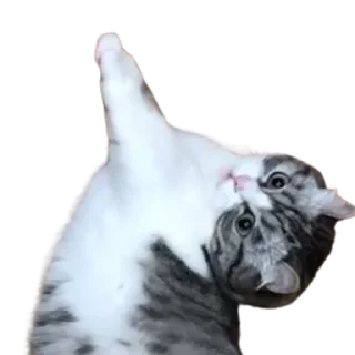 😺