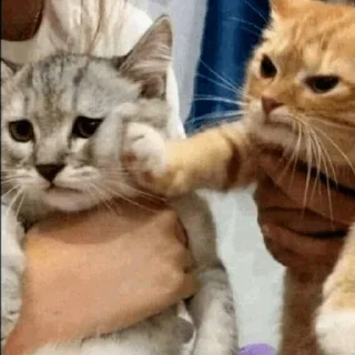 🐈