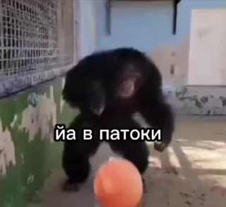 🤩