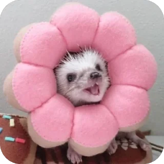 🌼