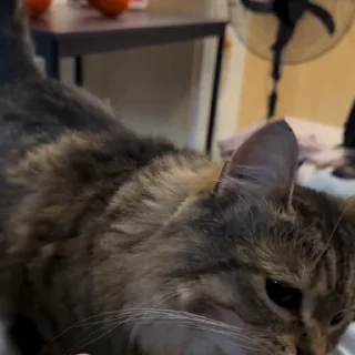🌟