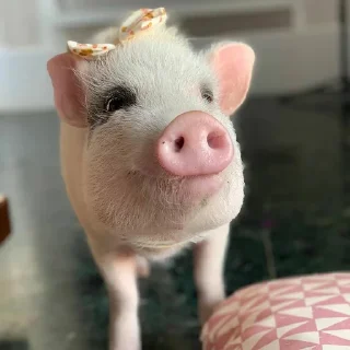 🐷