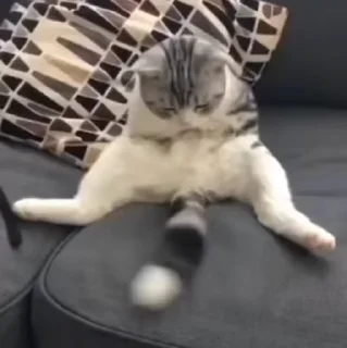 😺