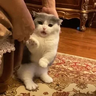 🐶