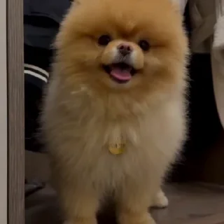 🤩
