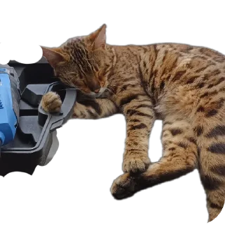 🐱