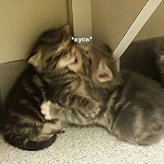 🐱