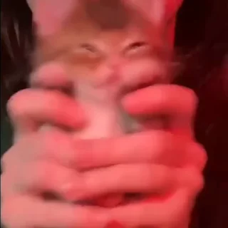 🐈‍⬛