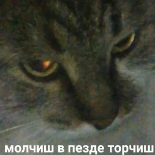 😹