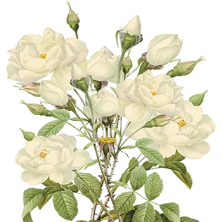 💐