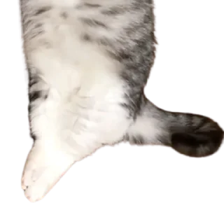 😺