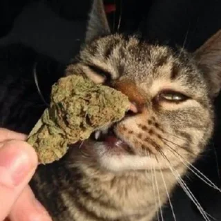 👃