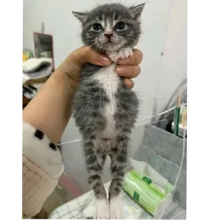 🐱