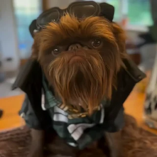 🐶