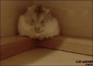 🤩