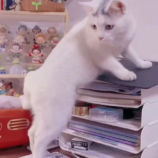 🐈‍⬛️
