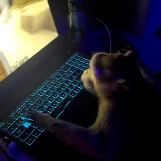 🙈