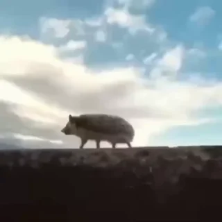 🦔