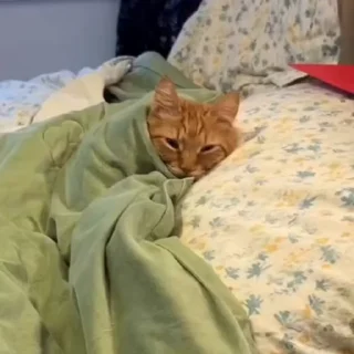 😴