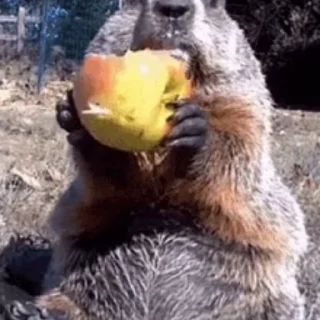 🍎