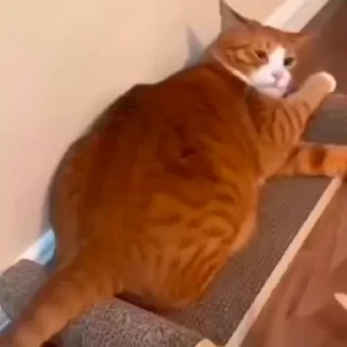 🐈