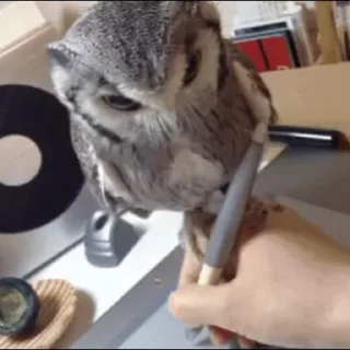 🦉