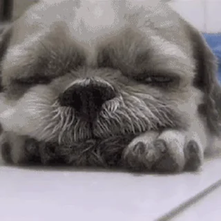 🐕