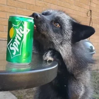 🦊