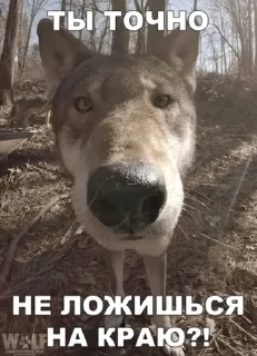 🐺