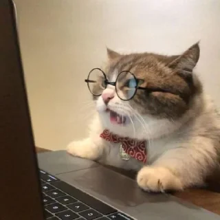 🐈