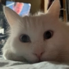 Кот Красавчик
