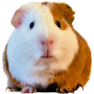 🐹