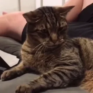 Котейки @stickroom