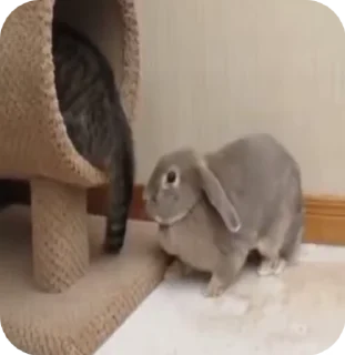 😡