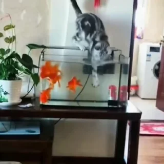 🤩
