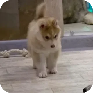 🐶