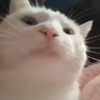 😎