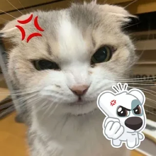 😡