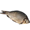 fish (@moloko_stk)