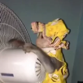 🐵