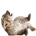 😻