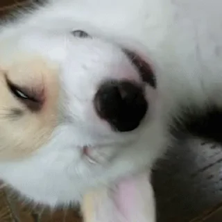 💤