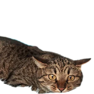 🐱