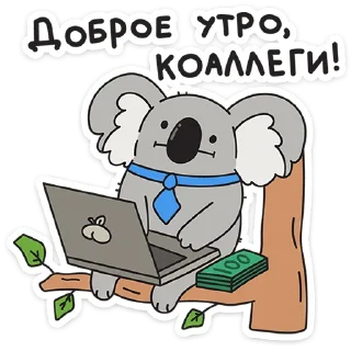 🐨