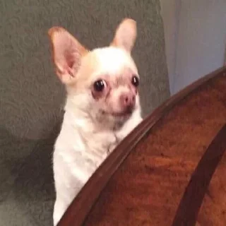 🐶